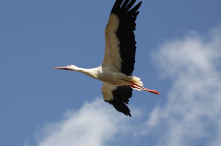 Cicogfna - Stork